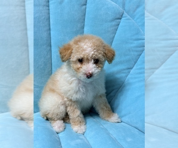 Medium Photo #6 Pom-A-Poo Puppy For Sale in OWINGS, MD, USA