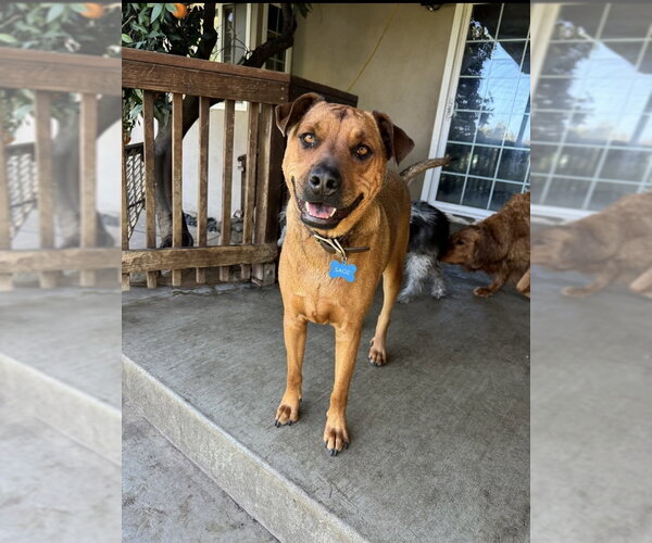 Medium Photo #6 Black Mouth Cur-Rhodesian Ridgeback Mix Puppy For Sale in Woodland Hills, CA, USA