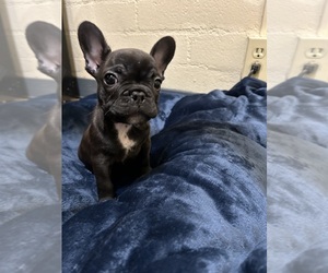 French Bulldog Puppy for sale in LOS ANGELES, CA, USA