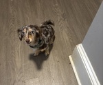 Small Photo #1 Chiweenie Puppy For Sale in ROANOKE, VA, USA