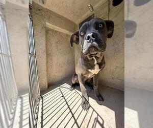 Mutt Dogs for adoption in Oklahoma City, OK, USA