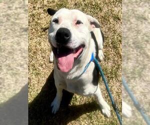 Mutt Dogs for adoption in Riverside, CA, USA