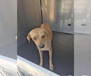 Chihuahua-Unknown Mix Dogs for adoption in San Antonio, TX, USA