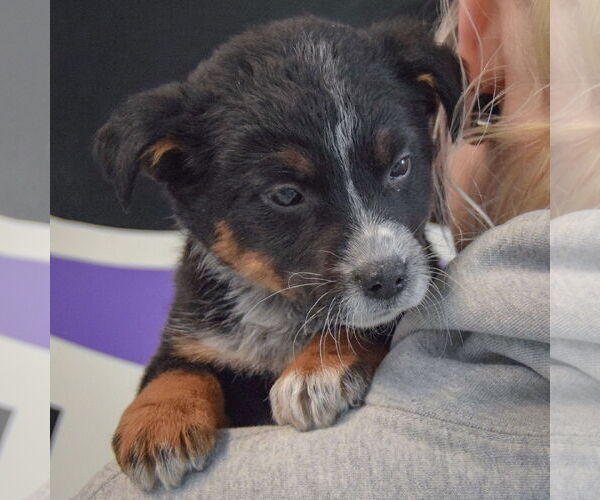 Medium Photo #5 Mutt Puppy For Sale in Huntley, IL, USA