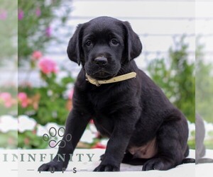 Labrador Retriever Puppy for sale in JONESTOWN, PA, USA