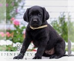 Small Labrador Retriever