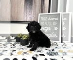 Small Photo #5 Cavapoo Puppy For Sale in FRANKLIN, IN, USA
