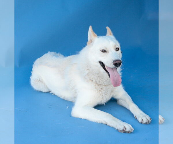Medium Photo #2 Siberian Husky Puppy For Sale in Pasadena, CA, USA