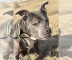 Small #2 American Pit Bull Terrier Mix