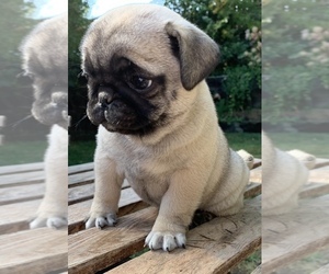 Pug Puppy for sale in ROSEVILLE, CA, USA