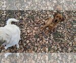 Small #6 Coonhound Mix