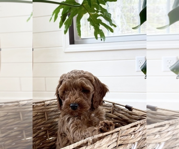 Medium Photo #3 Cockapoo Puppy For Sale in ANTWERP, NY, USA