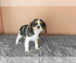 Small #2 Cavalier King Charles Spaniel