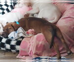 Small Photo #5 Catahoula Leopard Dog-Labrador Retriever Mix Puppy For Sale in Sanford, FL, USA