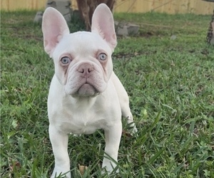 French Bulldog Puppy for Sale in BELLE CHASSE, Louisiana USA