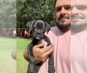 Boxer Puppy for sale in MILTON, FL, USA