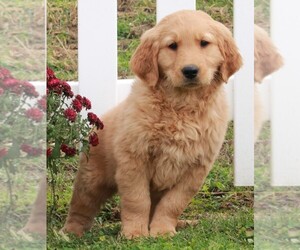 Golden Retriever Puppy for sale in FREDERICKSBURG, OH, USA