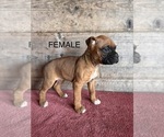 Small #13 Boxer