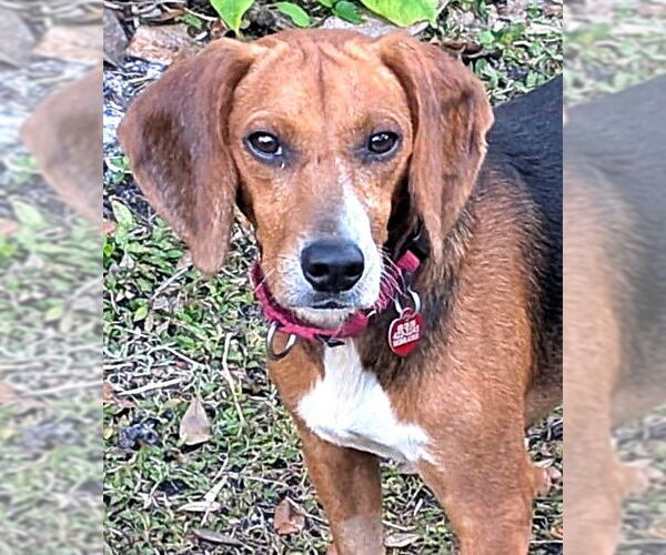 Medium Photo #1 Beagle-Unknown Mix Puppy For Sale in Dunnellon, FL, USA