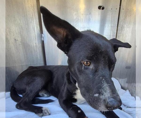 Medium Photo #1 American Staffordshire Terrier-Unknown Mix Puppy For Sale in San Antonio, TX, USA