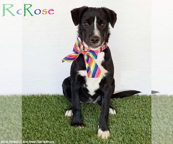 Medium Photo #5 Border Collie-Unknown Mix Puppy For Sale in San Diego, CA, USA