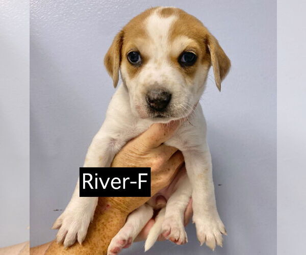 Medium Photo #8 Catahoula Leopard Dog Puppy For Sale in GILBERTS, IL, USA