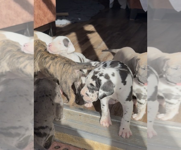 Medium Photo #2 Great Dane Puppy For Sale in PITTSBURG, CA, USA