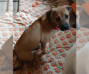 Boxer-Unknown Mix Dogs for adoption in Burnsville, MN, USA