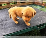 Small #4 Golden Retriever