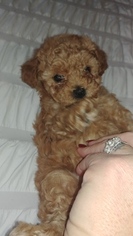 Poodle (Toy) Puppy for sale in LA HABRA, CA, USA