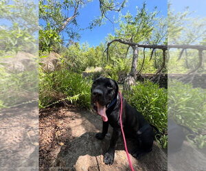 Dudley-Special Needs - Adopt Me! - Male Mutt Dog for Adoption - Photo #19