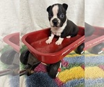Small #1 Boston Terrier
