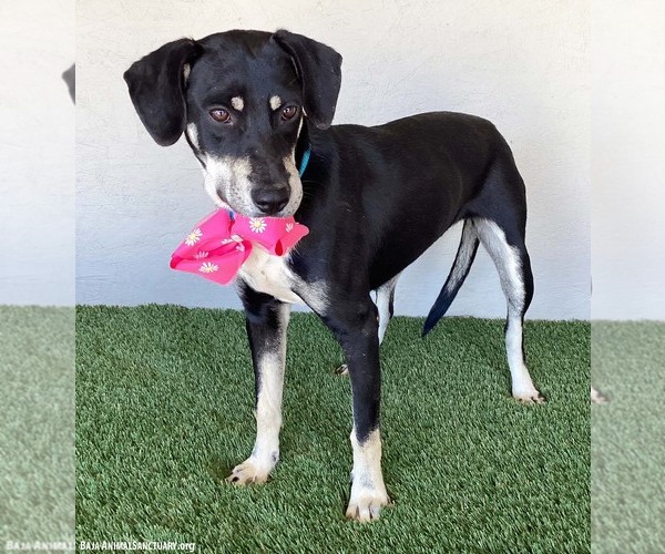 Medium Photo #4 Australian Kelpie-Labrador Retriever Mix Puppy For Sale in San Diego, CA, USA