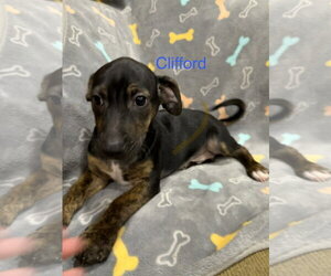 Chiweenie Dogs for adoption in Jackson Township, NJ, USA