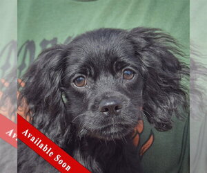 Cocker Spaniel-Unknown Mix Dogs for adoption in Huntley, IL, USA
