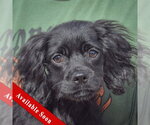 Ernie - Male Cocker Spaniel-Unknown Mix Dog for Adoption - Small photo