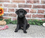 Sapphire - Female Labrador Retriever Puppy for Sale - Photo #2