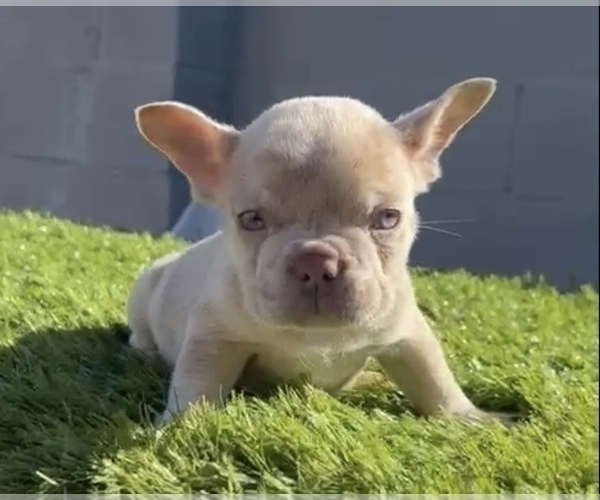 Medium Photo #4 French Bulldog Puppy For Sale in SAN MATEO, CA, USA