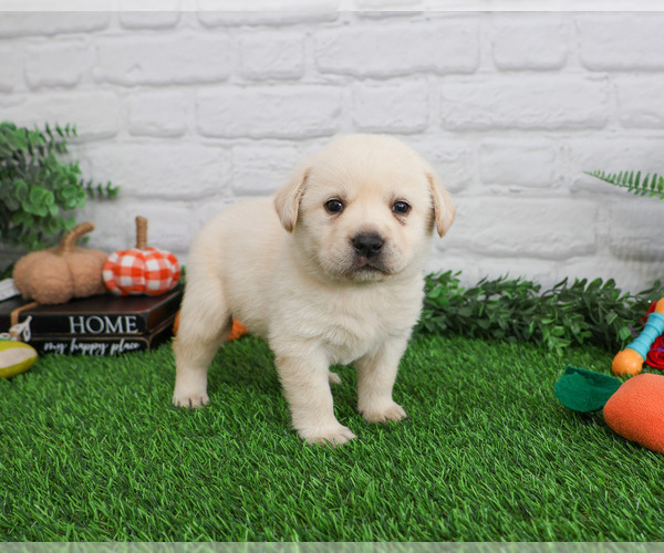 Medium Photo #12 Labrador Retriever Puppy For Sale in SYRACUSE, IN, USA