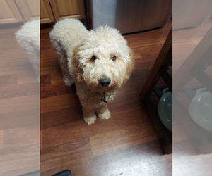 Poodle (Miniature) Puppy for sale in COVINGTON, GA, USA