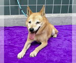 Small Shiba Inu