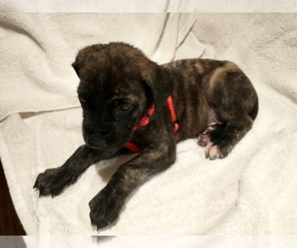 Medium Photo #1 Daniff Puppy For Sale in MARSHALL, AR, USA