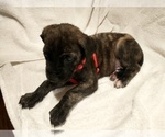 Puppy Pink Brindle Daniff