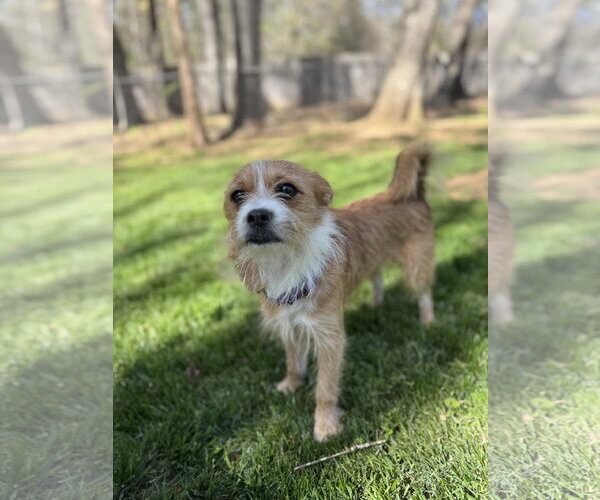 Medium Photo #1 Mutt Puppy For Sale in Thomasville, NC, USA