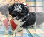 Small Photo #3 Zuchon Puppy For Sale in SILEX, MO, USA