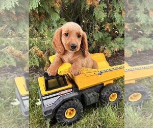 Dachshund Puppy for sale in MIDDLEBURY, IN, USA