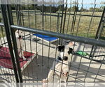 Small #4 Beagle Mix