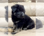 Small Photo #27 German Shepherd Dog Puppy For Sale in BRIGHTON, CO, USA