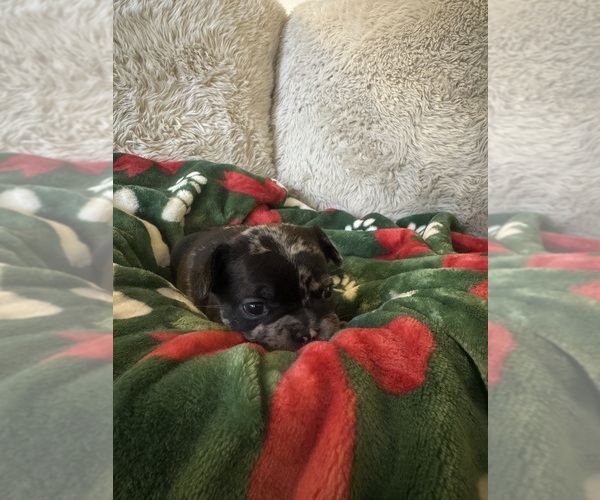 Medium Photo #7 French Bulldog Puppy For Sale in BONNEAU, SC, USA