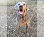 Small Photo #1 Labrador Retriever Puppy For Sale in OSYKA, MS, USA